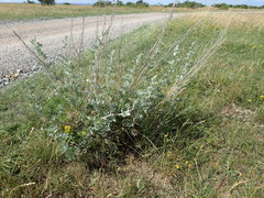 Artemisia maritima