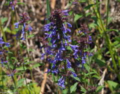 Dracocephalum nutans