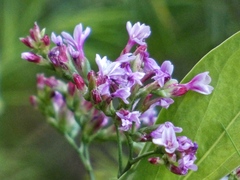 Limonium vulgare