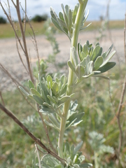 Artemisia maritima