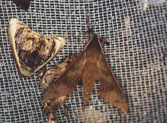 Xylophanes germen