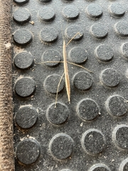Sipyloidea