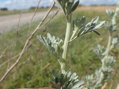 Artemisia maritima