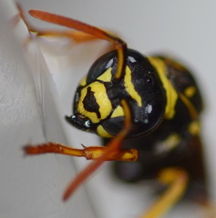 Polistes