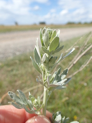 Artemisia maritima