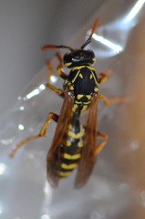 Polistes