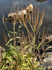 Verbena hastata