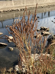 Verbena hastata