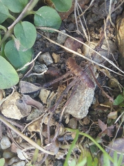 Polydesmus complanatus