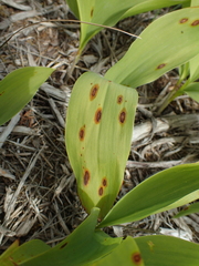 Phyllosticta convallariae