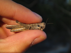 Morphacris fasciata