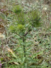 Carlina vulgaris
