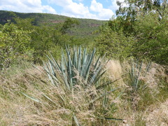 Agave tequilana