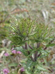 Carlina vulgaris