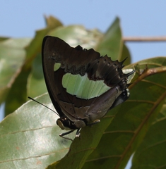 Polyura bharata