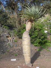 Dracaena tamaranae