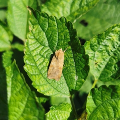Diarsia canescens