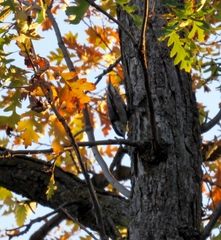 Sitta carolinensis