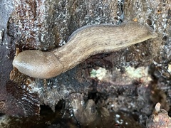 Limax