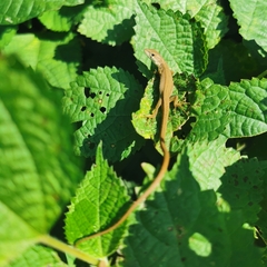 Takydromus septentrionalis