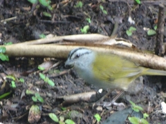 Arremonops conirostris