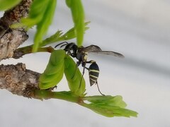 Polybia occidentalis