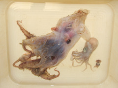 Stauroteuthis syrtensis