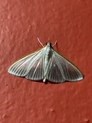 Margaroniini