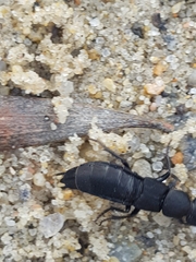 Ocypus olens