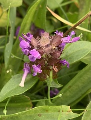 Prunella vulgaris