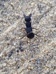 Ocypus olens