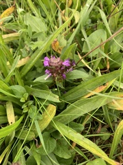 Prunella vulgaris