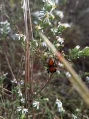 Phidippus cardinalis