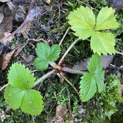 Fragaria vesca