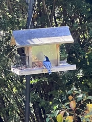 Sitta carolinensis