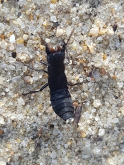 Ocypus olens