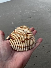 Dinocardium robustum