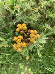 Tanacetum vulgare