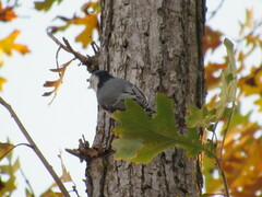 Sitta carolinensis