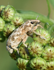 Cyphocleonus dealbatus