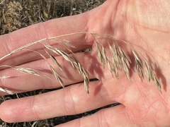 Bromus inermis