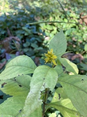 Verbesina alternifolia