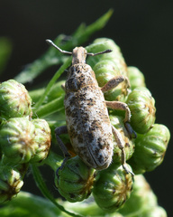 Cyphocleonus dealbatus