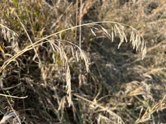 Bromus inermis