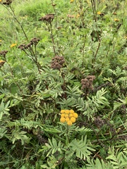 Tanacetum vulgare