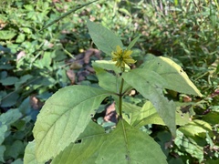 Verbesina alternifolia