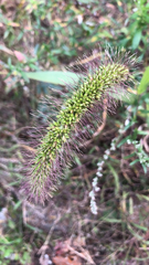 Setaria faberi