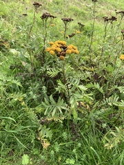 Tanacetum vulgare