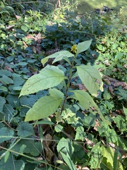 Verbesina alternifolia