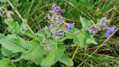 Nepeta